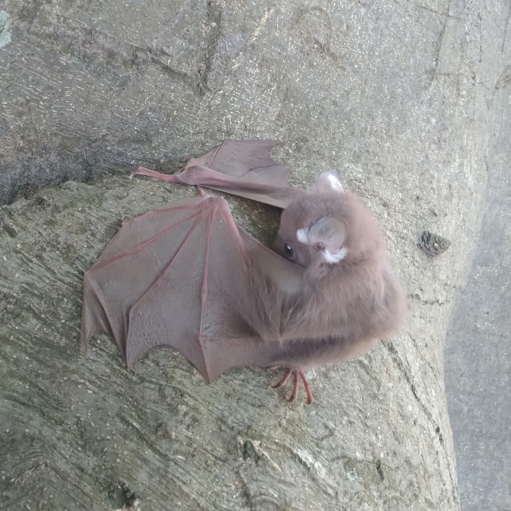 Wahlberg’s Epauletted Fruit Bat