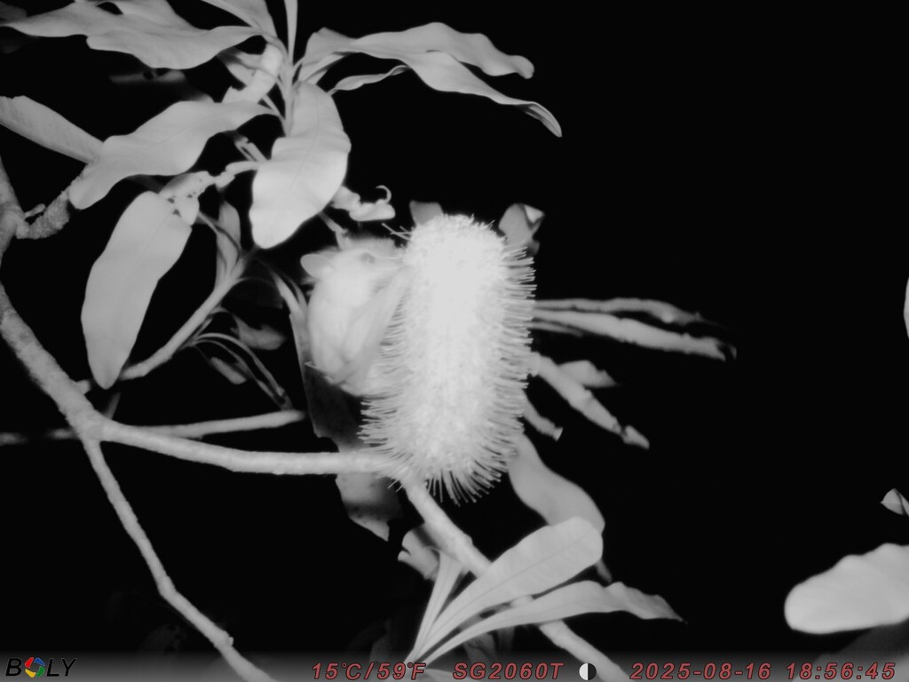Southern Blossom Bat