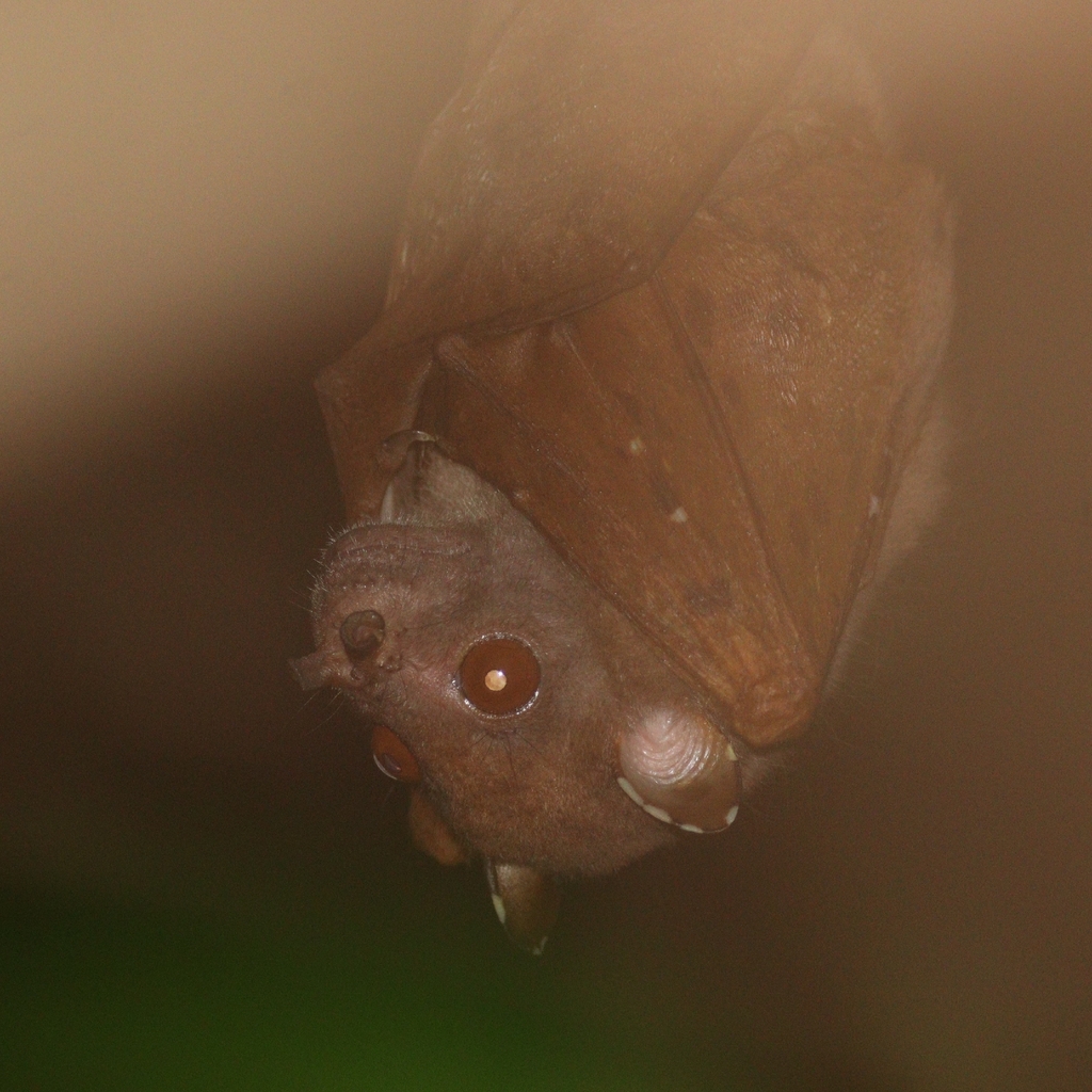 Queensland Tube-nosed Fruit Bat