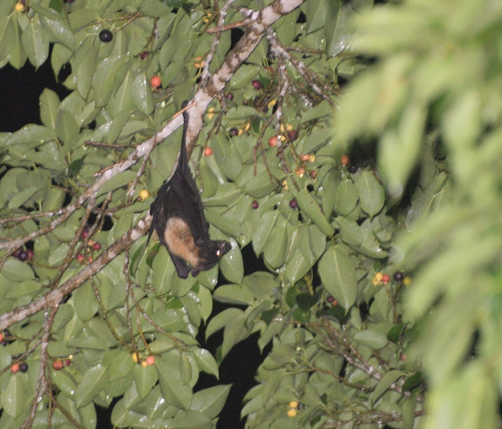 Pteropus tonganus