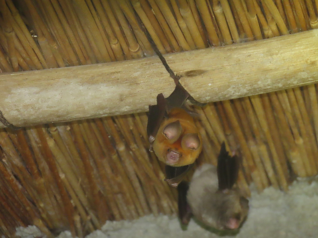 Sundevall’s Roundleaf Bat