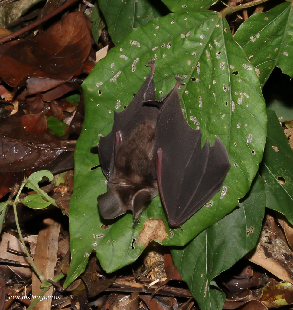 Andersen’s Roundleaf Bat