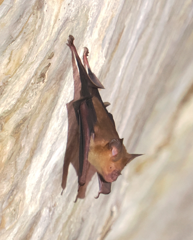 Horsfield’s Roundleaf Bat