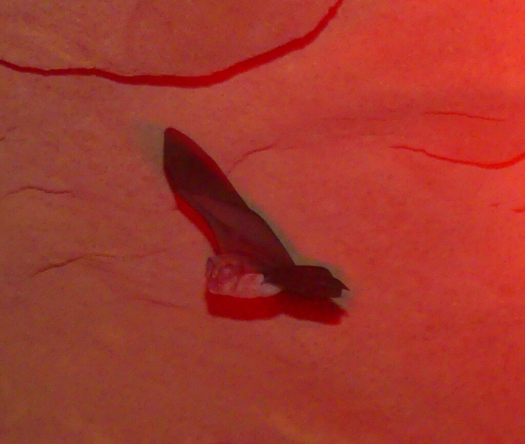 Maghreb Roundleaf Bat