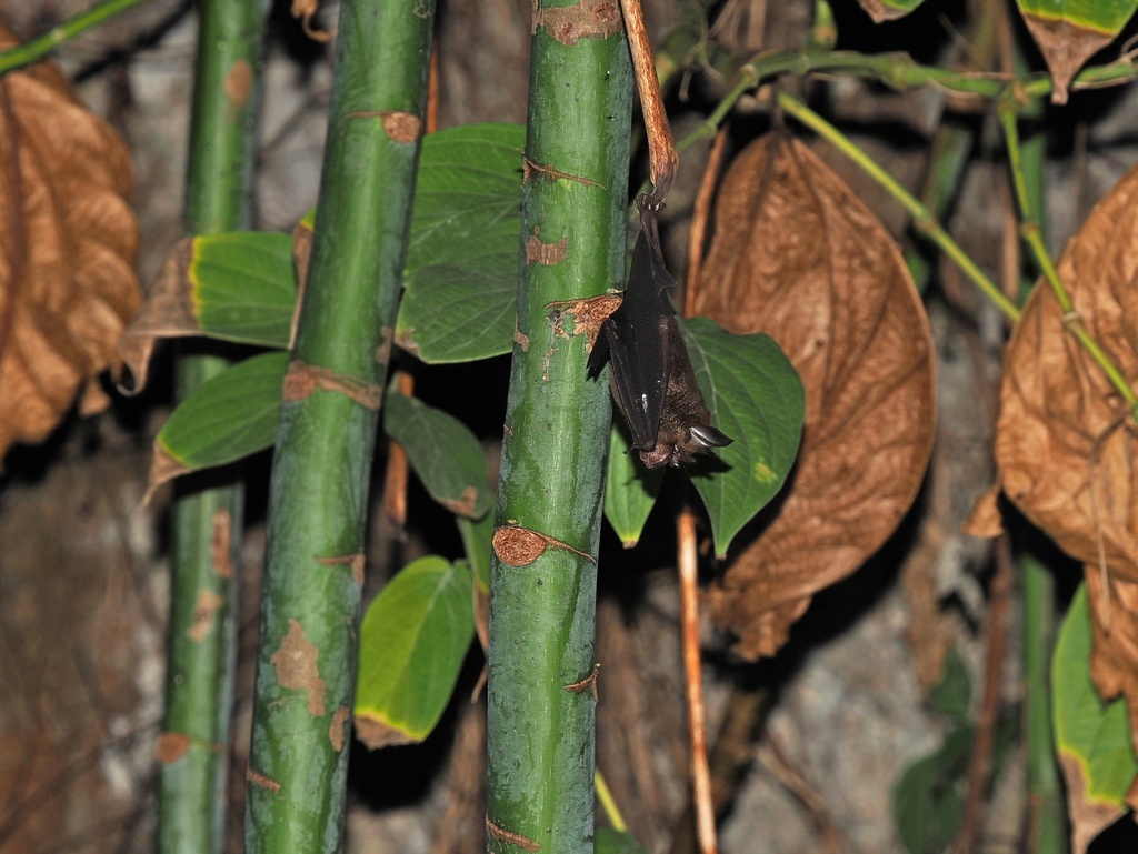 Acuminate Horseshoe Bat