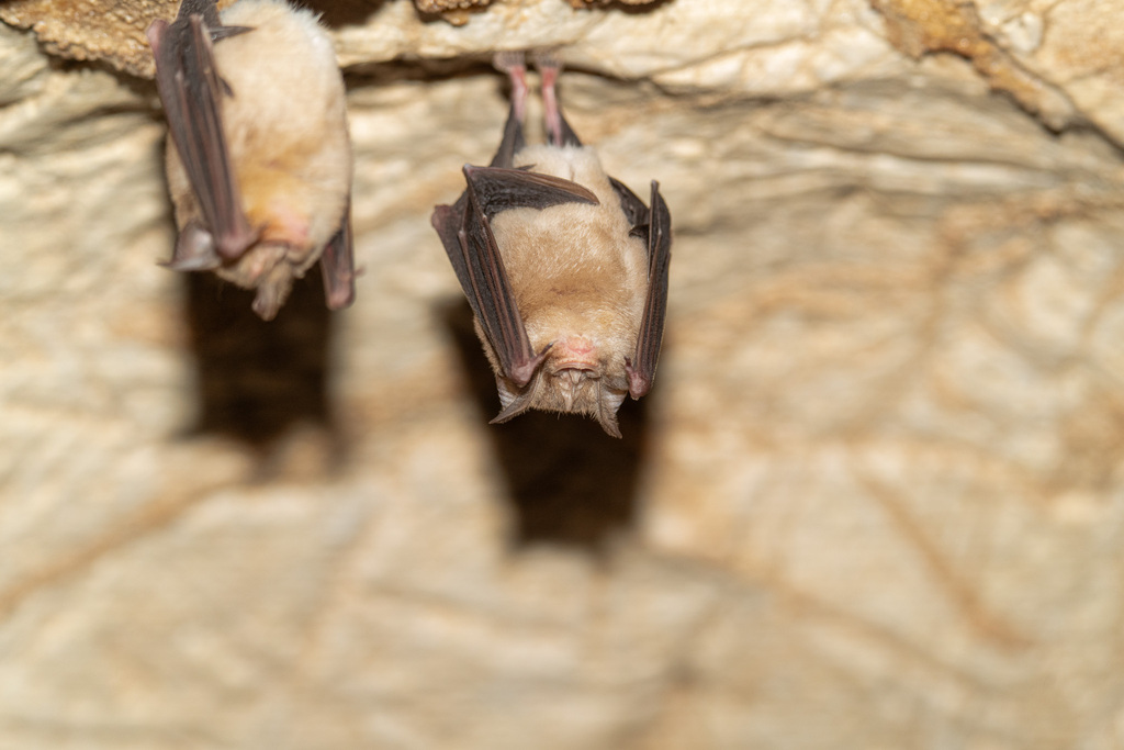 Blasius’s Horseshoe Bat