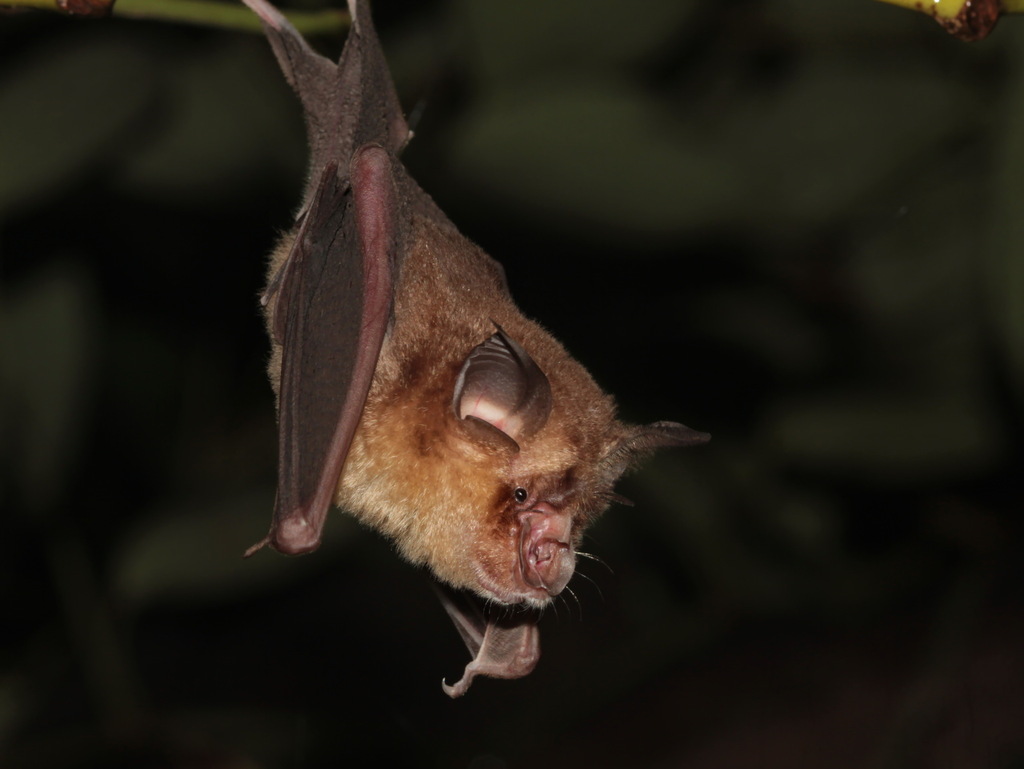 Croslet Horseshoe Bat
