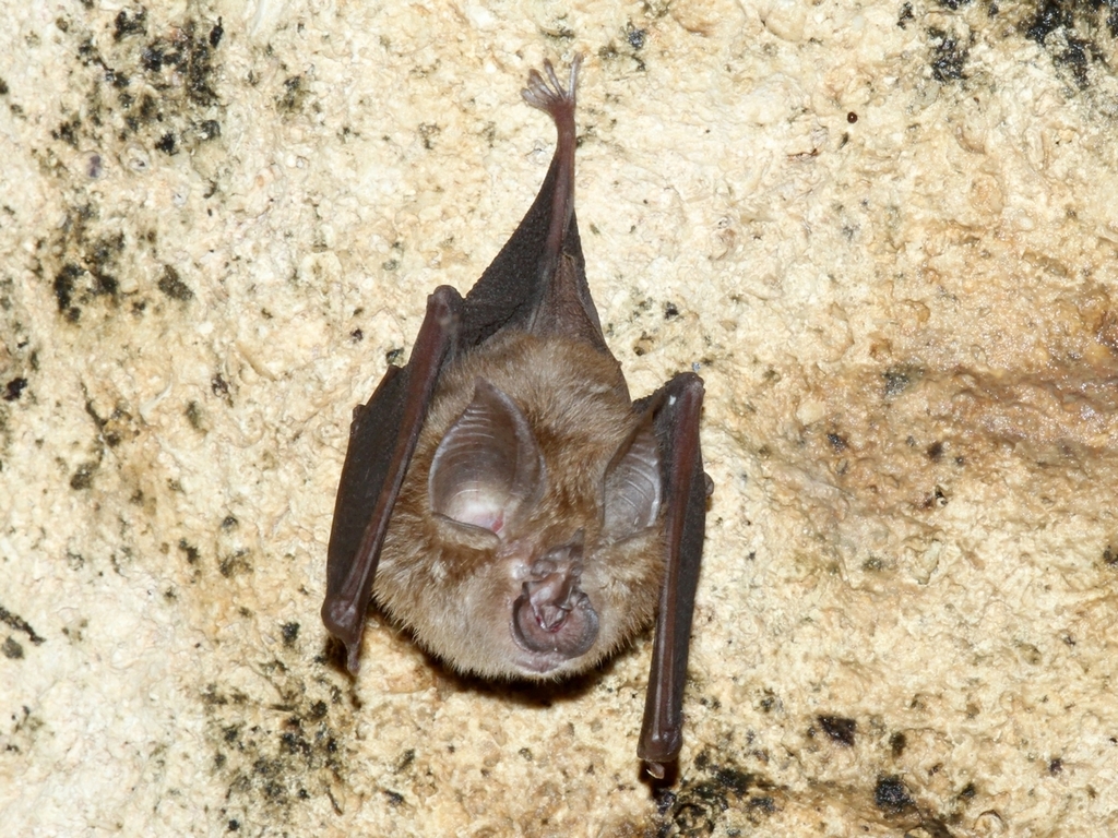 Decken’s Horseshoe Bat