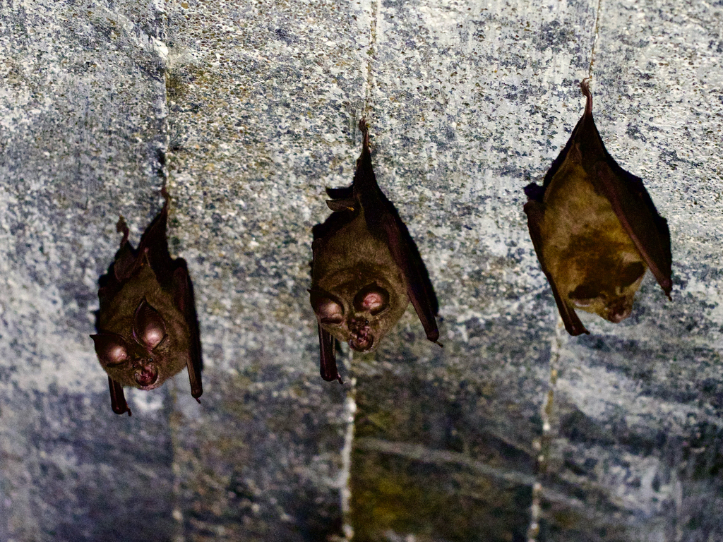 Greater Japanese Horseshoe Bat