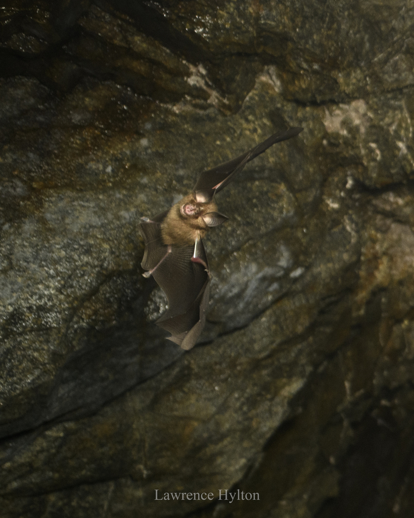Least Horseshoe Bat