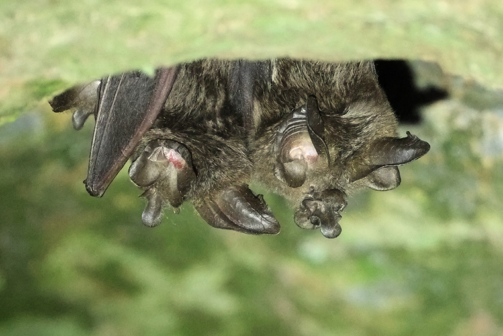 Ruwenzori Horseshoe Bat