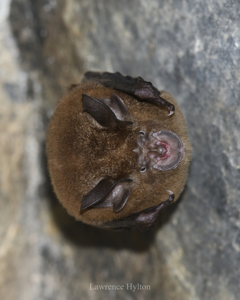 Chinese Rufous Horseshoe Bat