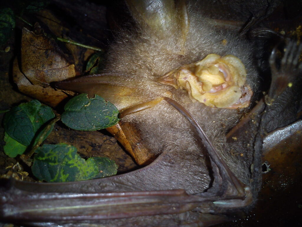 Trefoil Horseshoe Bat