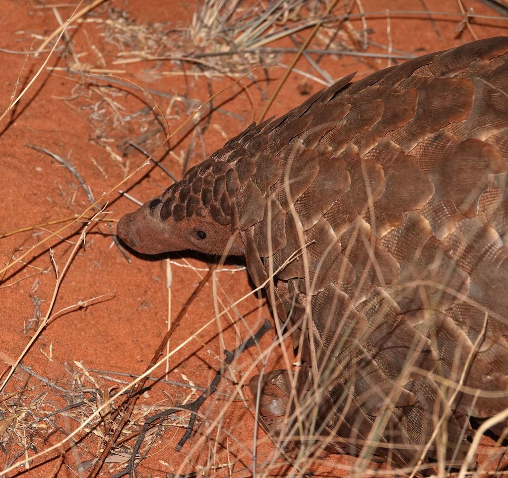 Ground Pangolin