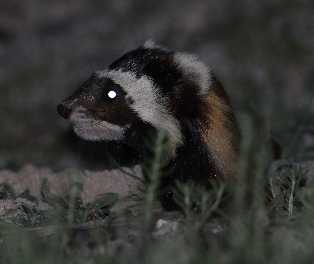 Marbled Polecat