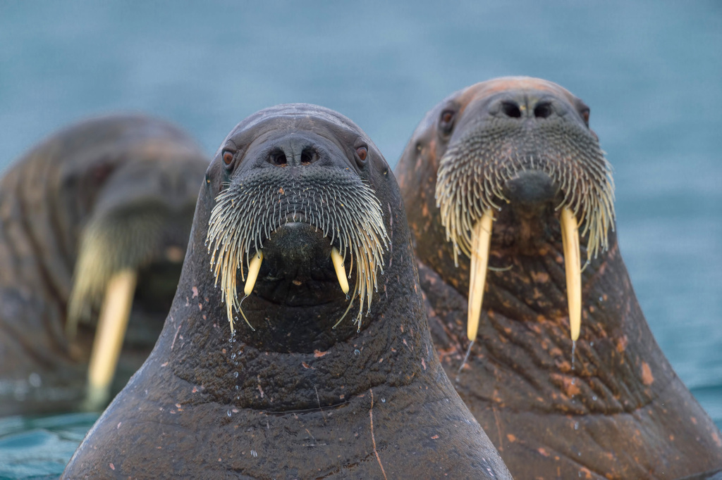 Walrus