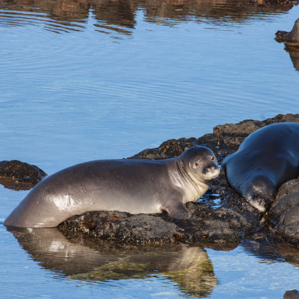 Hawaiian Monk Seal
