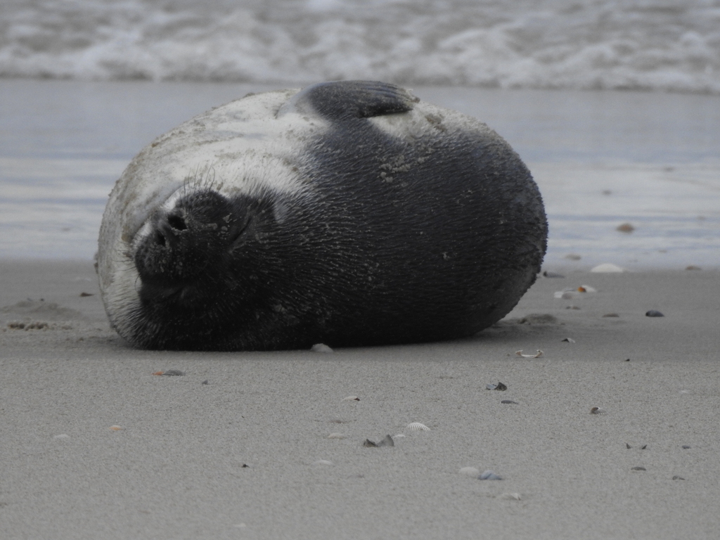 Hooded Seal