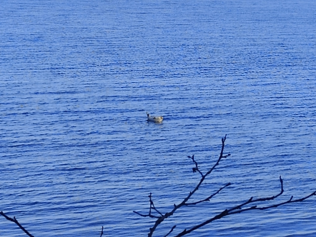 Spotted Seal