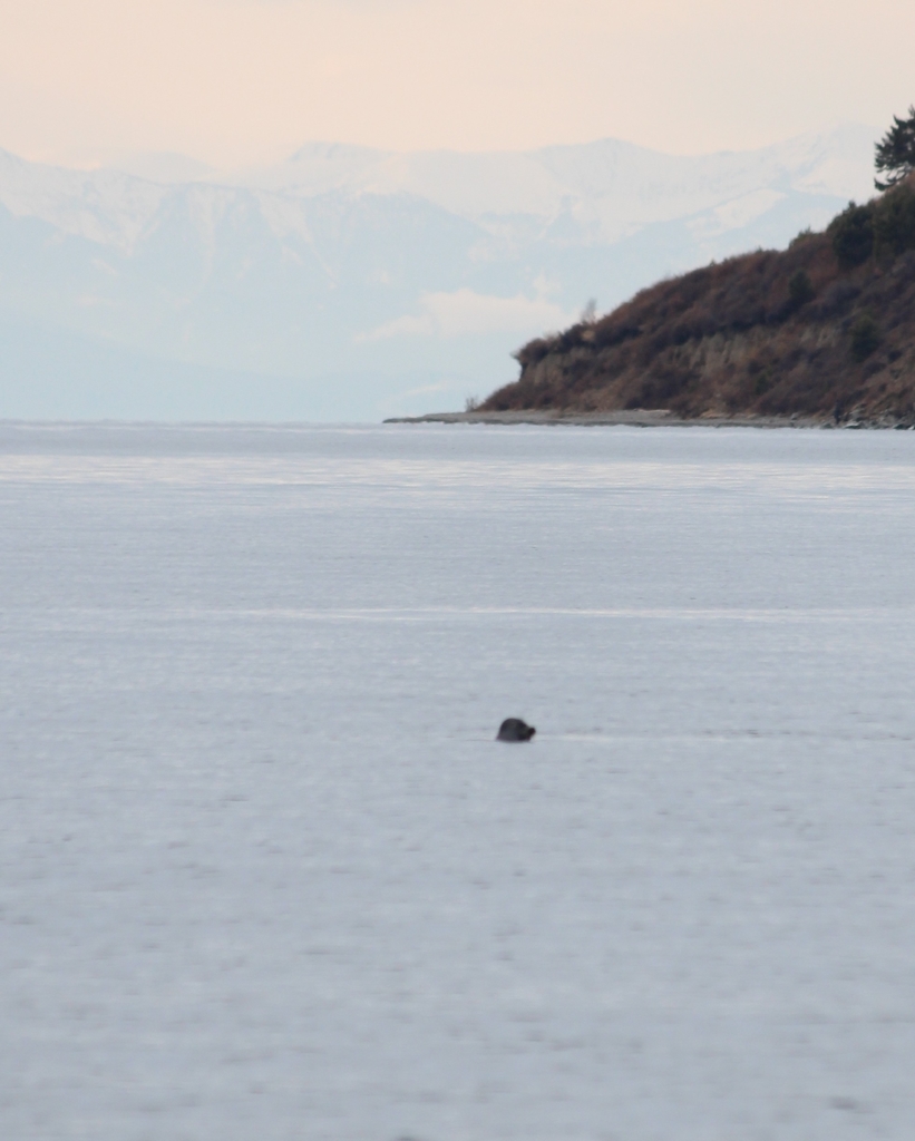 Baikal Seal