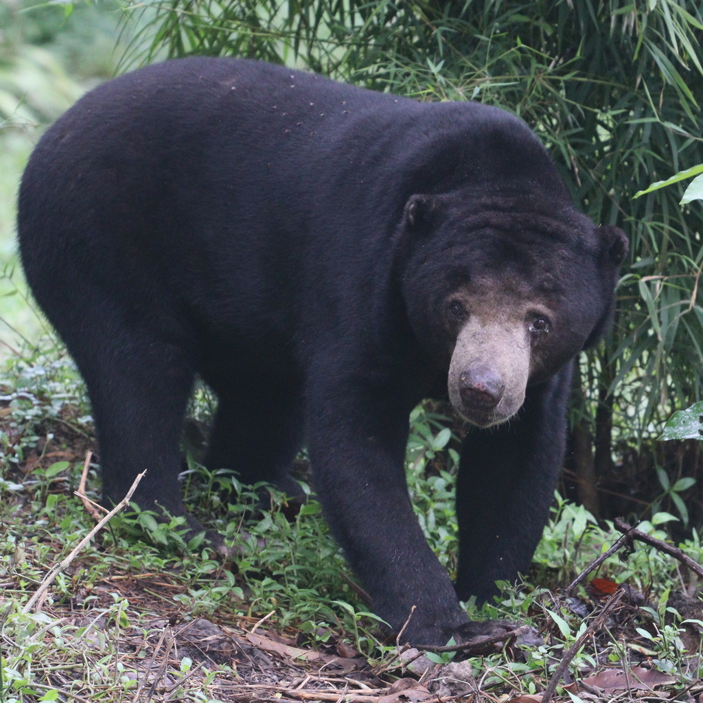 Sun Bear