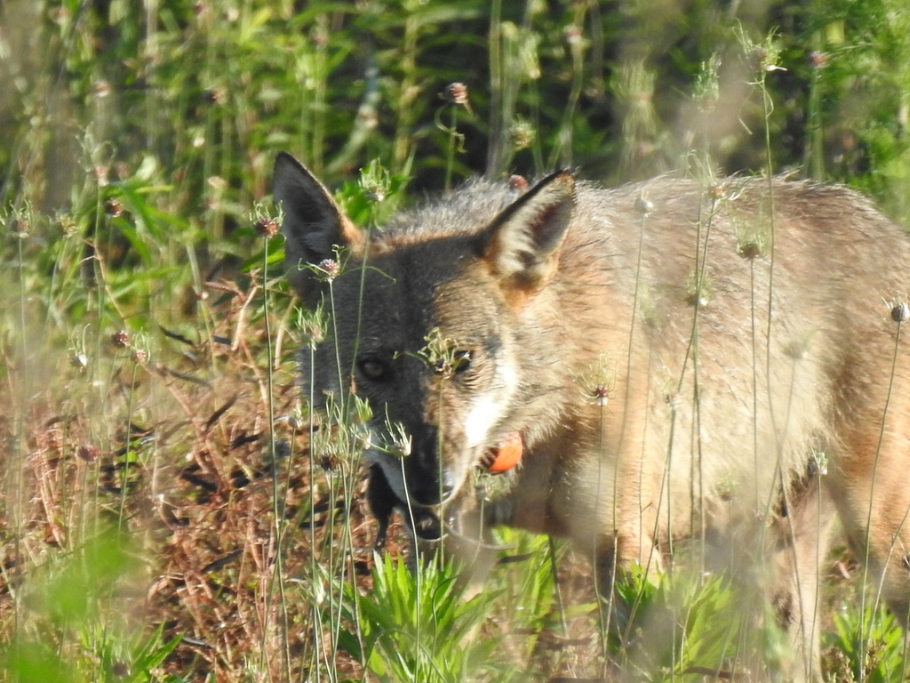 Red Wolf