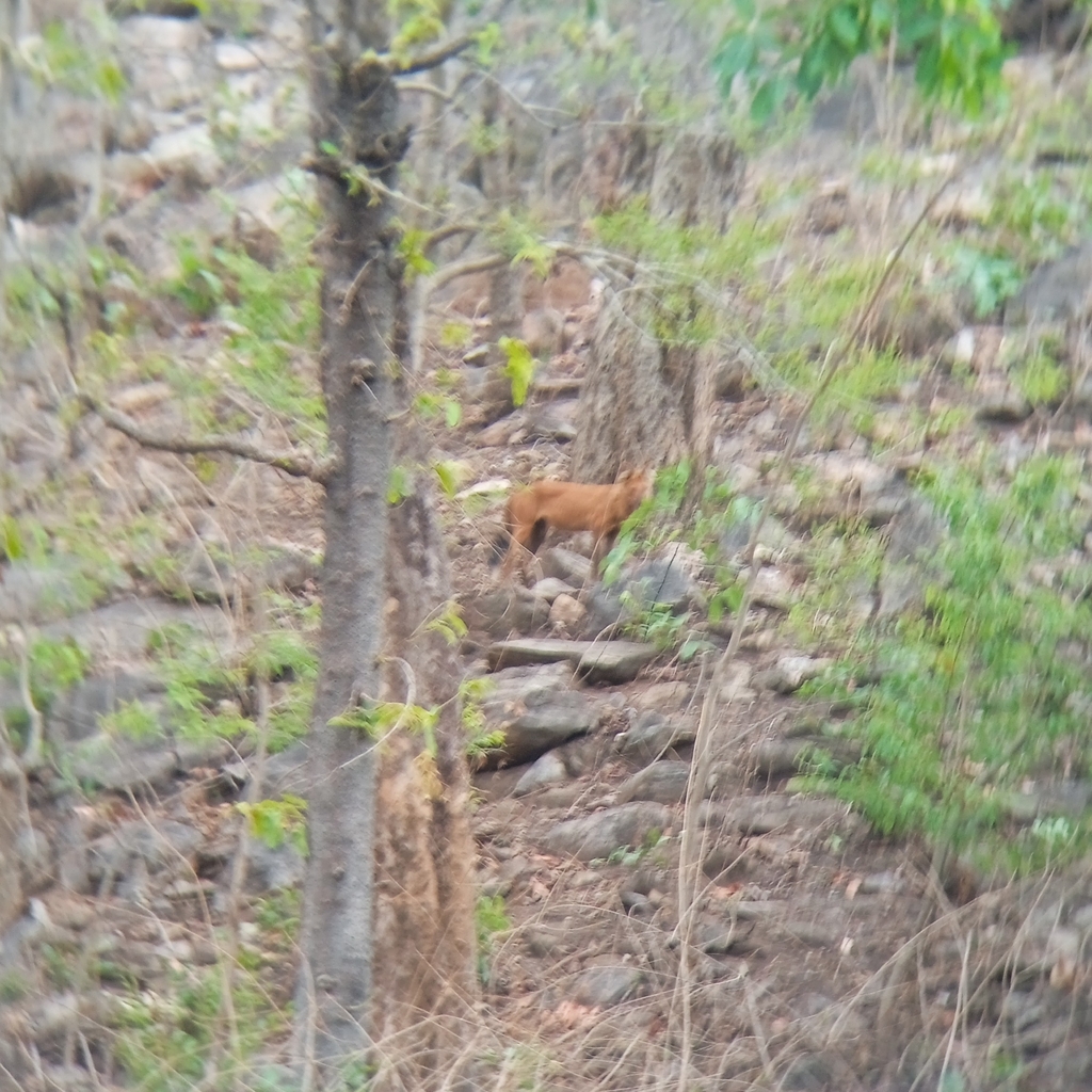 Dhole