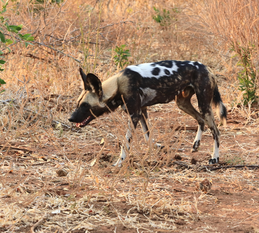 African Wild Dog