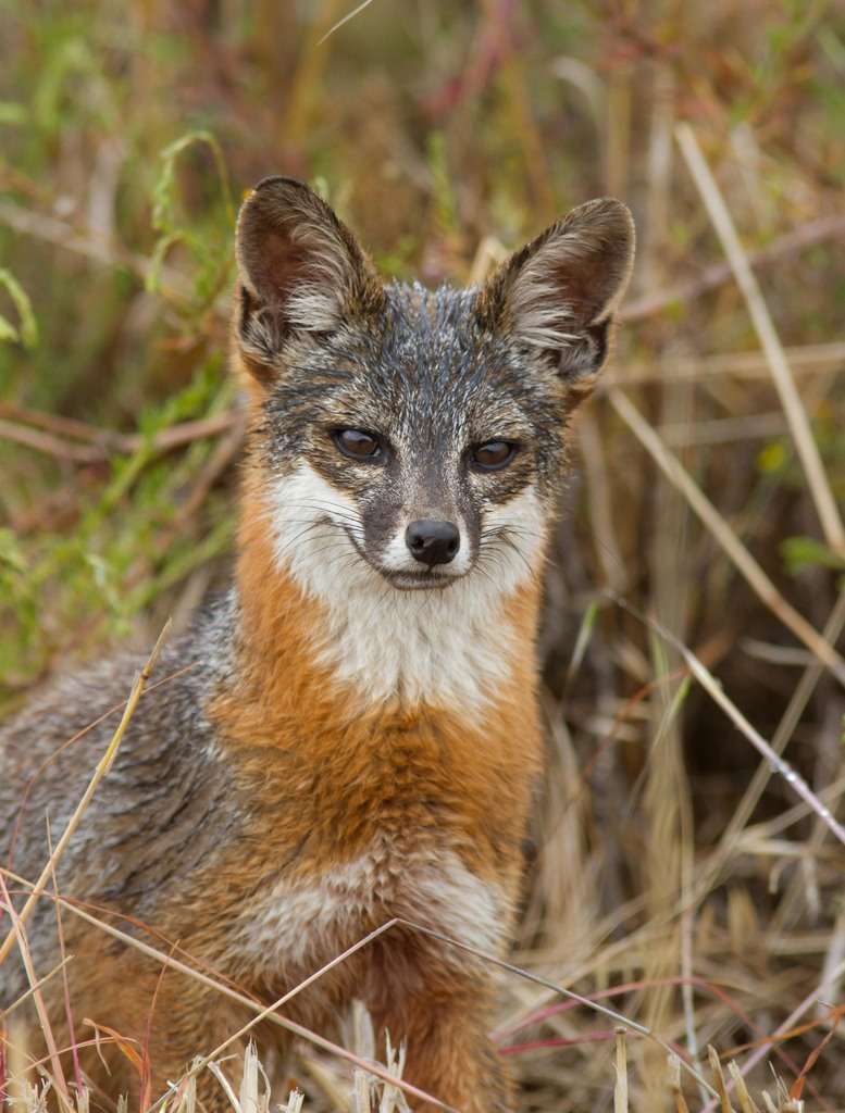 Island Fox