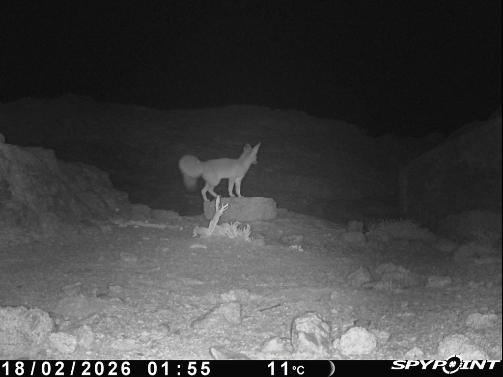 Blanford’s Fox