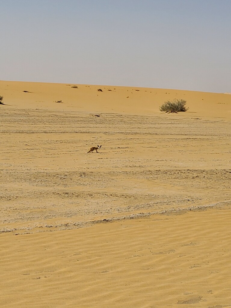 Rüppell's Fox