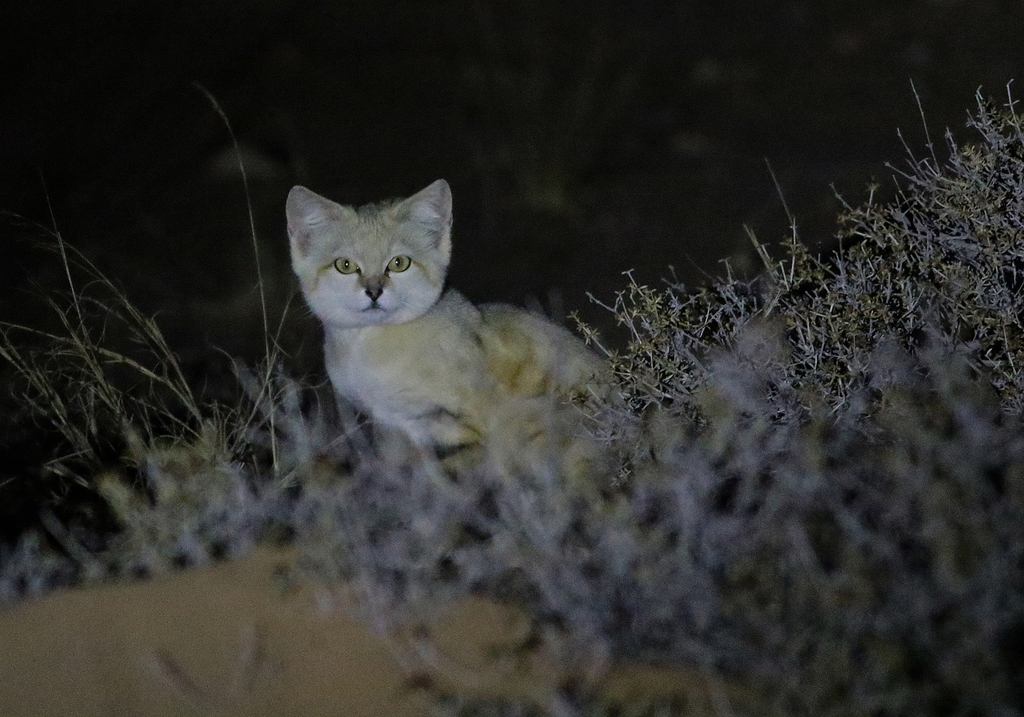 Sand Cat