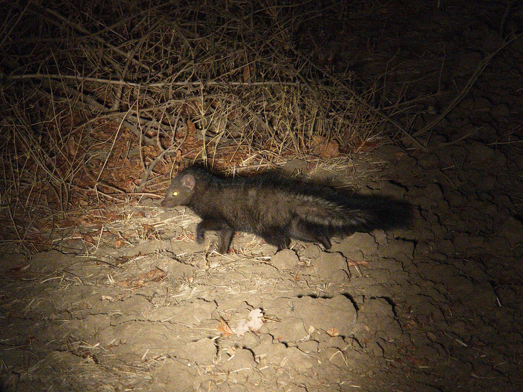 Bushy-tailed Mongoose