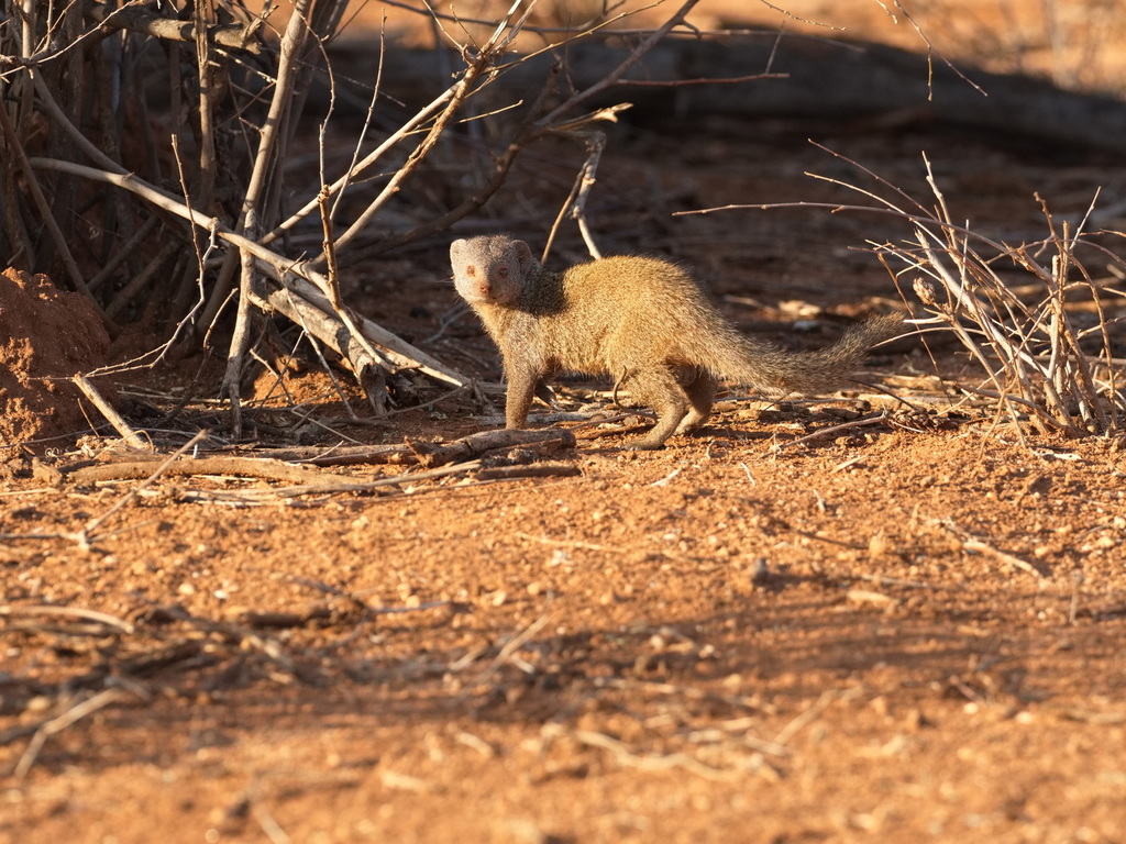 Ethiopian Dwarf Mongoose