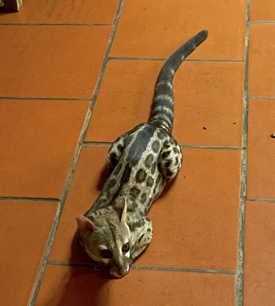 Pardine Genet