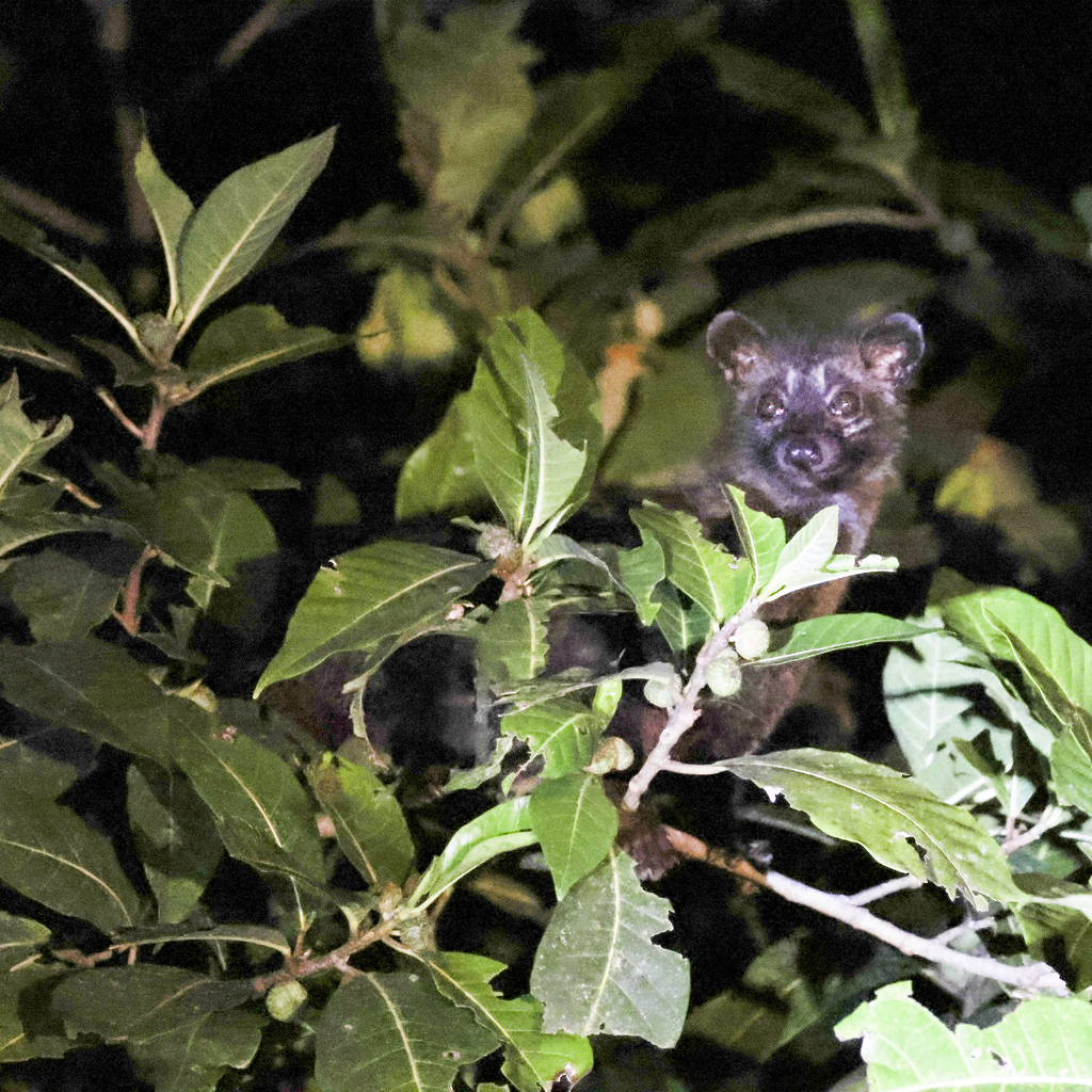 Philippine Palm Civet