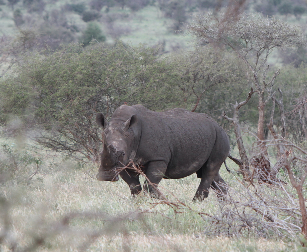 White Rhinoceros
