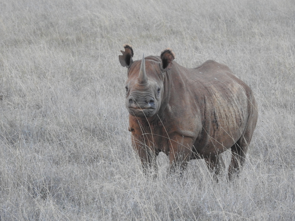Black Rhinoceros