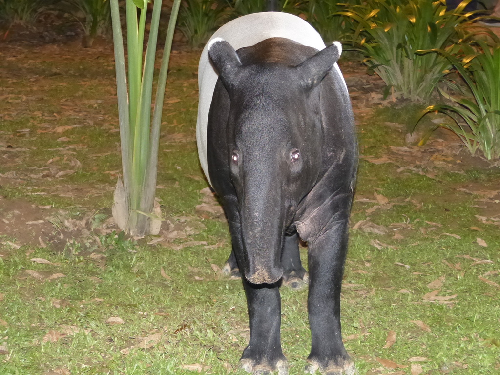 Malayan Tapir