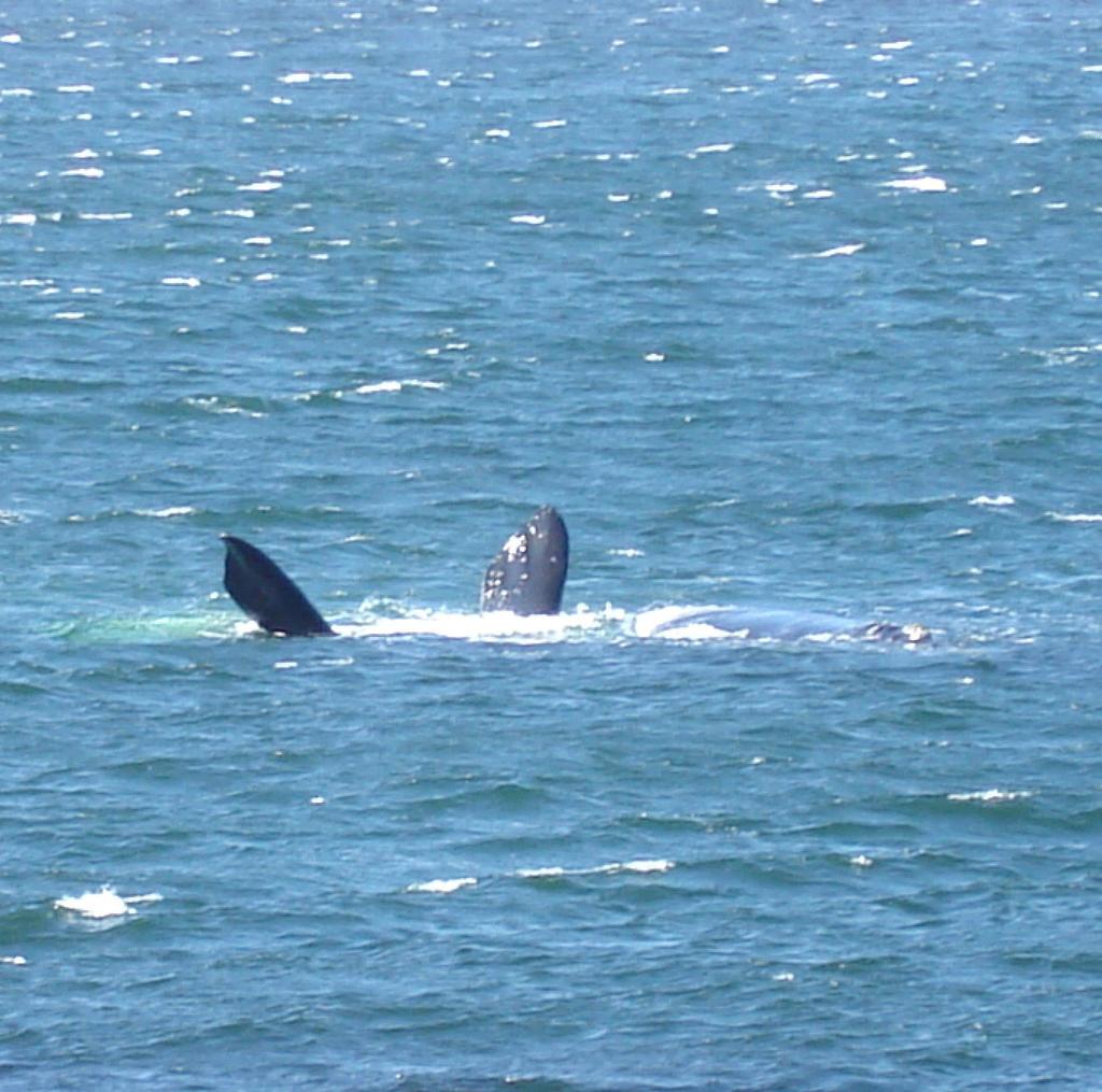 Southern Right Whale