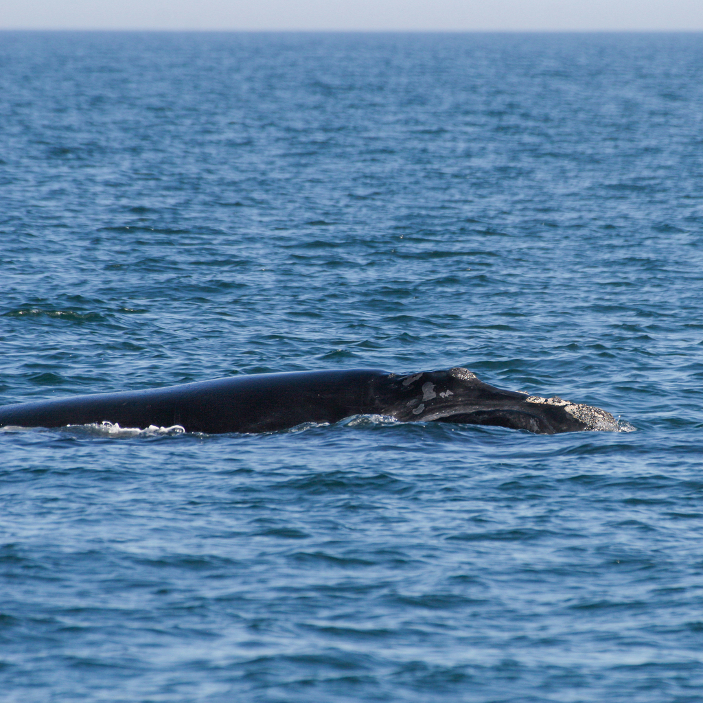 North Atlantic Right Whale