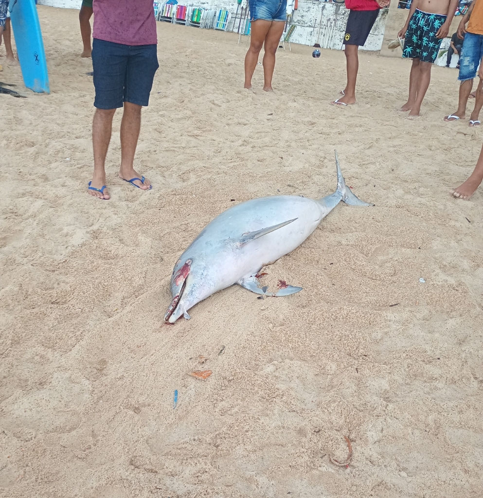 Guiana Dolphin