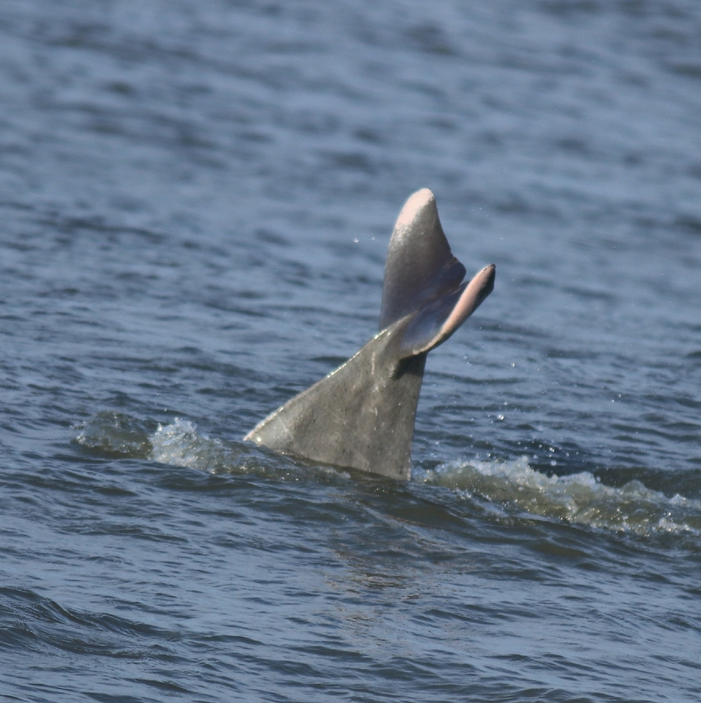 Indian Humpback Dolphin