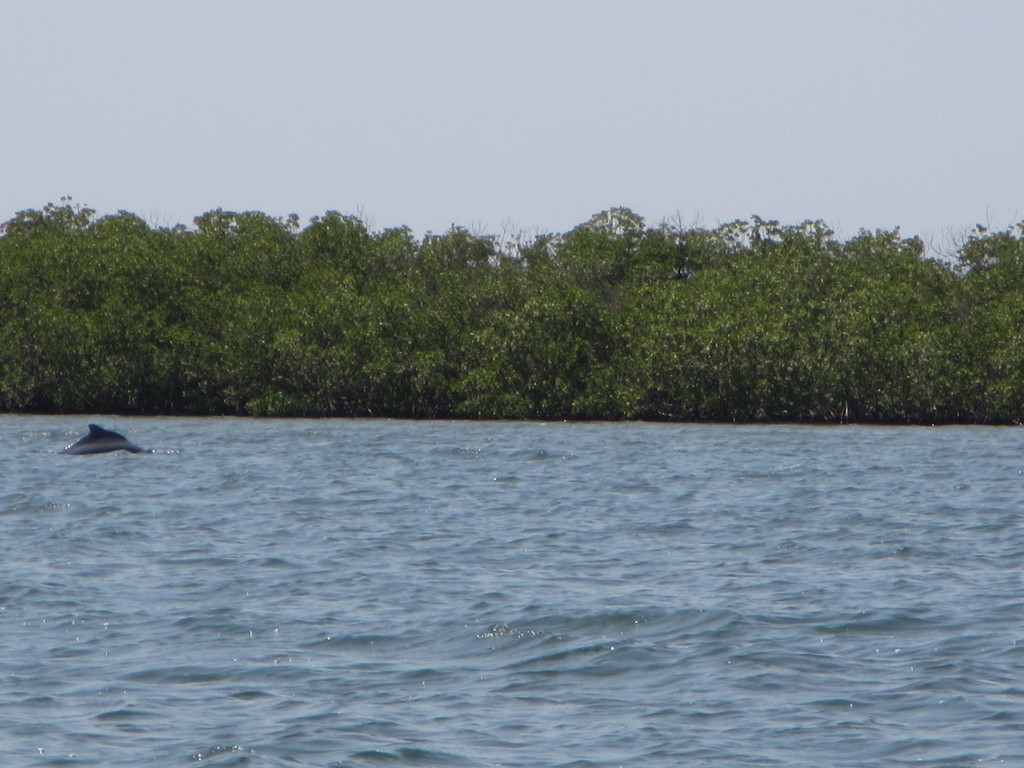Atlantic Humpback Dolphin