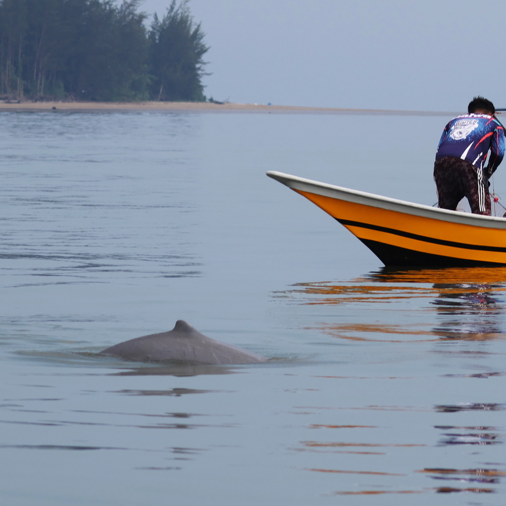 Irrawaddy Dolphin