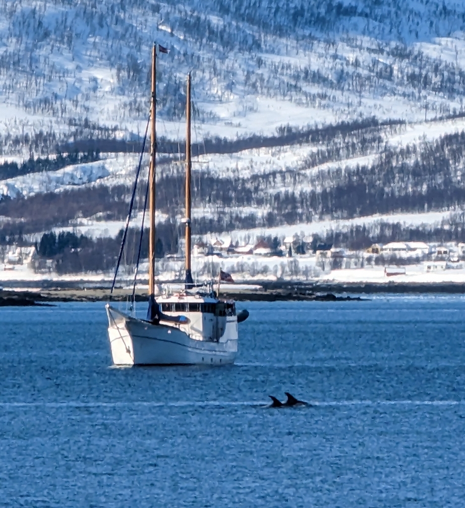 White-beaked Dolphin