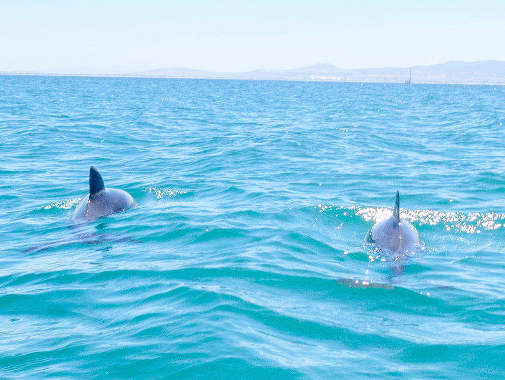 Heaviside’s Dolphin
