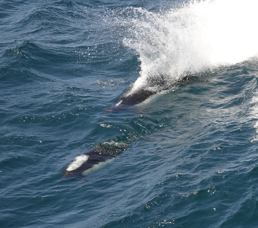 Dall’s Porpoise