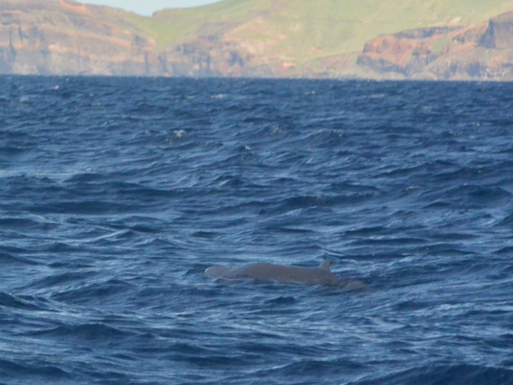 Pygmy Sperm Whale