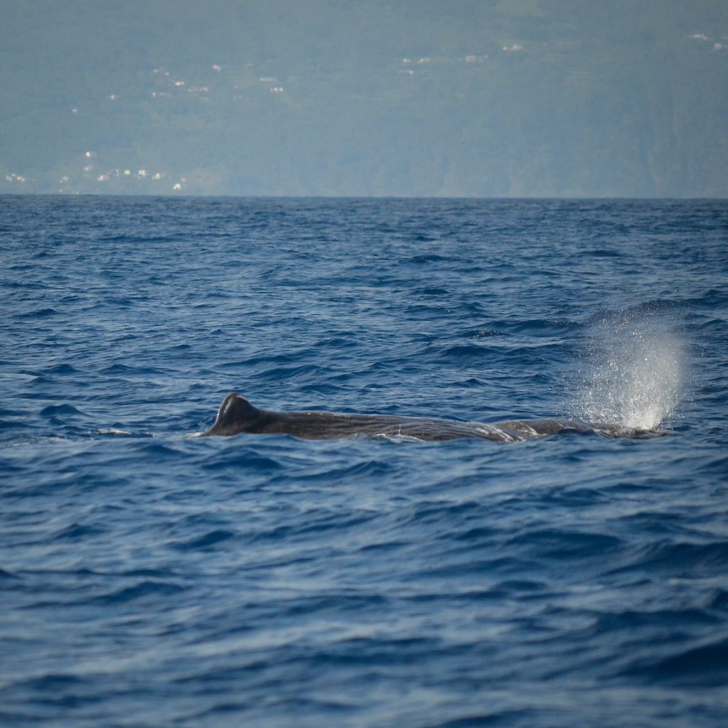 Sperm Whale
